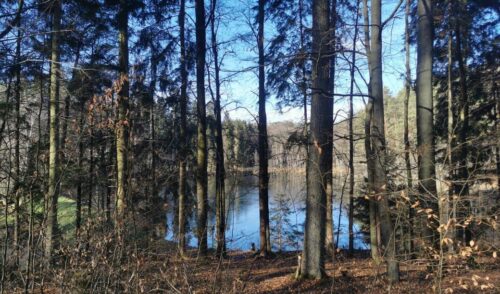 Artikelbild zu Artikel Dreikönigswanderung durch den Dentleiner Forst am 6. Januar