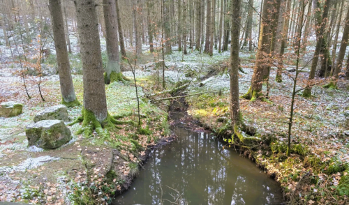 Artikelbild zu Artikel Wanderung im Oettinger Forst mit dem DAV Nördlingen am 22. Februar
